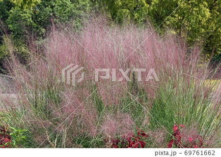 きれいなピンクの花序を付けたミューレンベルギア きれいなピンクの花序を付けたミューレンベルギア 69761662