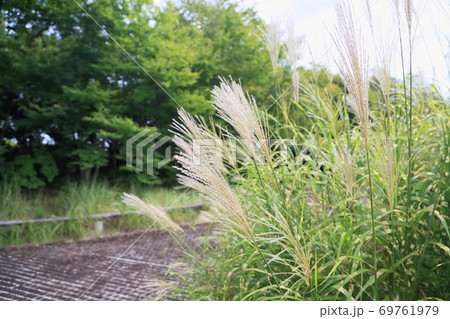 初秋の公園　ススキ花穂 69761979