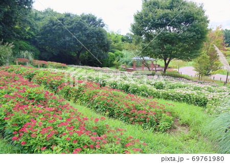 初秋の公園 ペンタスの花 初秋の公園 ペンタスの花 69761980