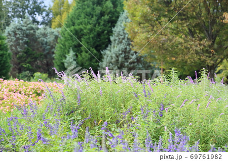 初秋の公園 サルビアレウカンサの花 初秋の公園 サルビアレウカンサの花 69761982