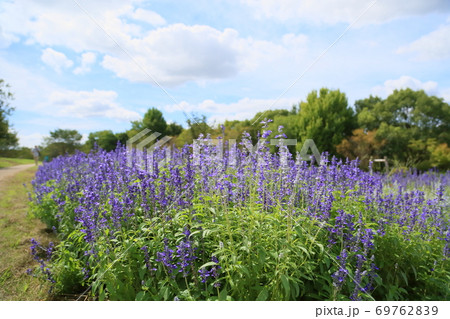 初秋の公園　サルビアファリナセアの花 69762839