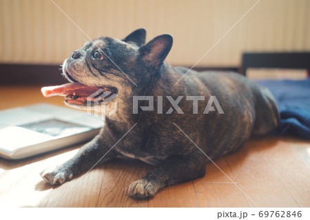 フローリングに寝転ぶ黒いフレンチブルドック 69762846