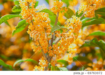 キンモクセイの花 キンモクセイの花 69763072