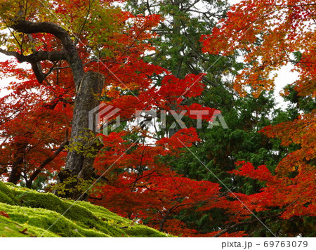 紅葉の名勝  京都  曼殊院門跡 69763079