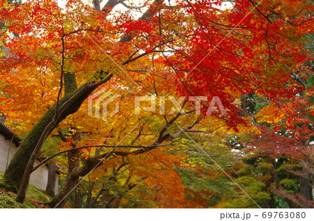 紅葉の名勝 京都 曼殊院門跡 紅葉の名勝 京都 曼殊院門跡 69763080