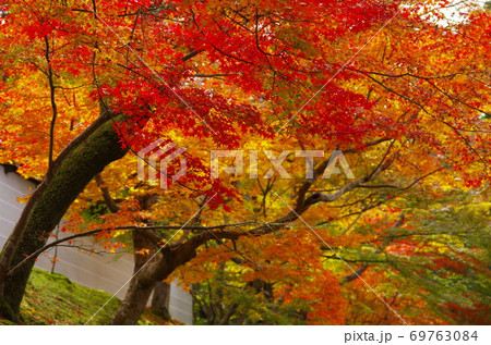 紅葉の名勝 京都 曼殊院門跡 紅葉の名勝 京都 曼殊院門跡 69763084