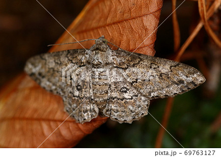 生き物　昆虫　ヨモギエダシャク、地味系のシャクガ。翅の模様はアジアンテイストのバティックの様です 69763127