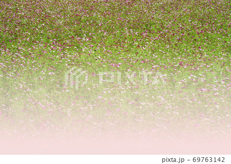 リフトから眺めるコスモス 69763142