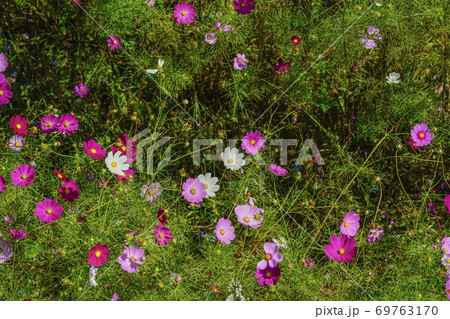 リフトから眺めるコスモス 69763170