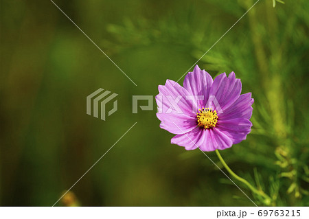 高原に咲くコスモス 高原に咲くコスモス 69763215