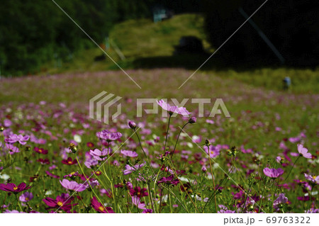 高原に咲くコスモス 69763322