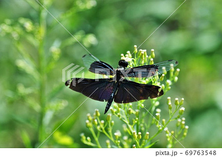チョウトンボ　駒ケ根高原 69763548