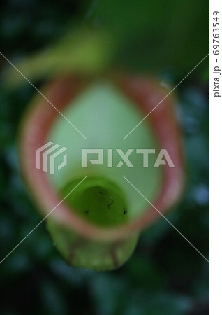 アマゾンで栽培されている食虫植物ウツボカズラ　ブラジル 69763549