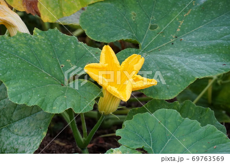 かぼちゃの花 69763569