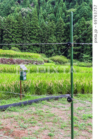 獣害対策の電気柵が張られた水田 69763757