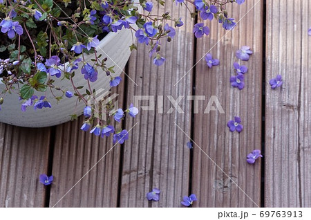 ベロニカオックスフォードブルーの花びらの写真素材