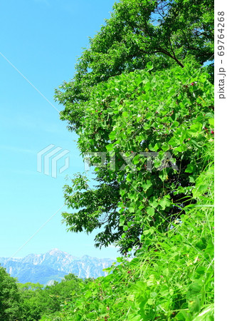 麗しき北アルプス その2009 : 八月の白馬村と北アルプス その2009 北アルプスと紅葉 麗しき北アルプス その2009 : 八月の白馬村と北アルプス その2009 北アルプスと紅葉 69764268