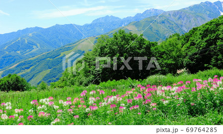 麗しき北アルプス　その2009　：　八月の白馬村と北アルプス　その2009  　北アルプスと紅葉 69764285