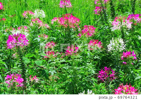 麗しき北アルプス その2009 : 八月の白馬村と北アルプス その2009 北アルプスと紅葉 麗しき北アルプス その2009 : 八月の白馬村と北アルプス その2009 北アルプスと紅葉 69764321