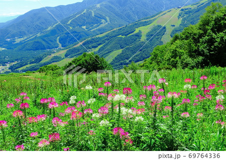 麗しき北アルプス　その2009　：　八月の白馬村と北アルプス　その2009  　北アルプスと紅葉 69764336