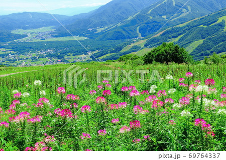 麗しき北アルプス その2009 : 八月の白馬村と北アルプス その2009 北アルプスと紅葉 麗しき北アルプス その2009 : 八月の白馬村と北アルプス その2009 北アルプスと紅葉 69764337