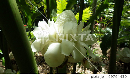 熱帯植物 白色のトーチジンジャーの花の写真素材