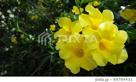 【熱帯植物】黄色のアリアケカズラの花 【熱帯植物】黄色のアリアケカズラの花 69764431