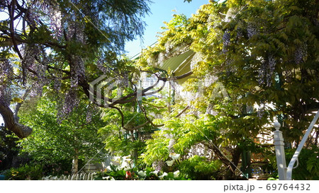 白い家に絡みつく美しい藤 69764432