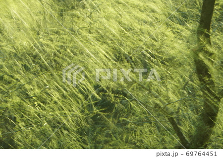 春風に輝く柳 69764451