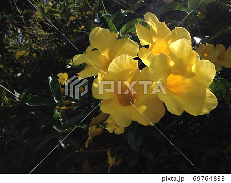 熱帯植物 黄色のアリアケカズラの花の写真素材