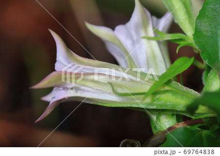 ツルリンドウ 蔓竜胆 山野草 ツルリンドウ 蔓竜胆 山野草 69764838
