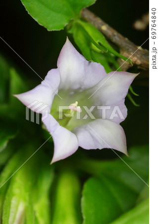 ツルリンドウ 蔓竜胆 山野草 ツルリンドウ 蔓竜胆 山野草 69764840