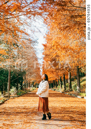 紅葉したラクウショウ並木と女性　 69764936