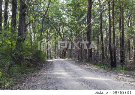A dirt track in the Wollemi National Park in regional New South Wales 69765331