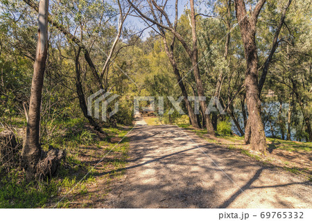 A dirt road through a forest of gum trees in a park A dirt road through a forest of gum trees in a park 69765332