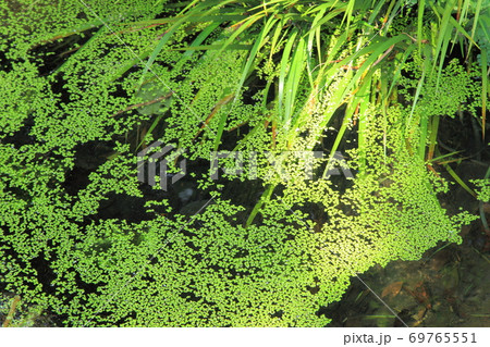 忍城堀の水城公園と洋館　旧忍町信用組合店舗 69765551