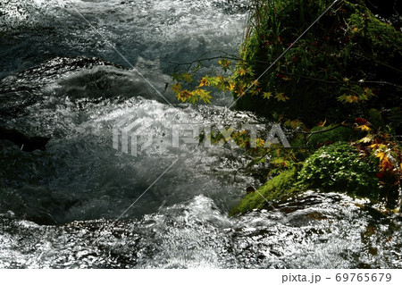 尚仁沢湧水群の湧水源からの流れに紅葉の楓 69765679