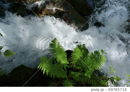 尚仁沢湧水群の湧水源からの流れとシダの葉 69765710