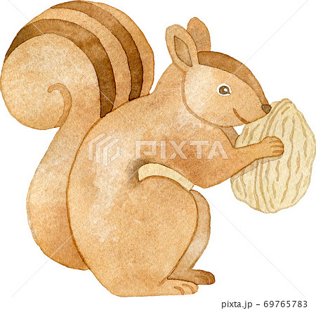 クルミを持ったリスのイラスト素材