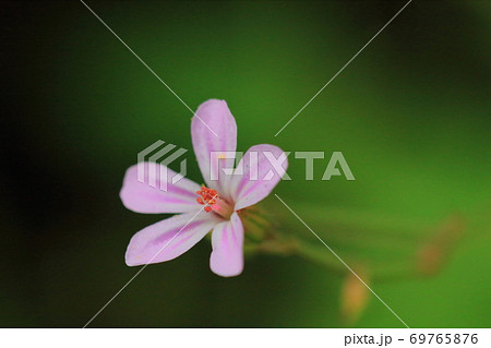 ヒメフウロソウ　（姫風露）シオヤキソウ（塩焼草）山野草 69765876