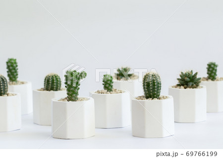 Collection of cactus or succulent plants different in pots, over white background. Collection of cactus or succulent plants different in pots, over white background. 69766199