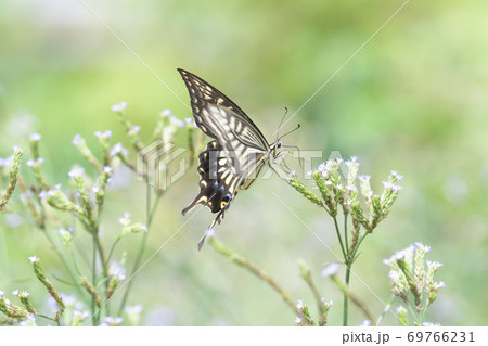 アレチハナグサの花に訪れるキアゲハ 69766231