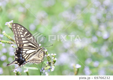 アレチハナグサの花に訪れるキアゲハ 69766232