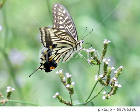 アレチハナグサの花に訪れるキアゲハ 69766236