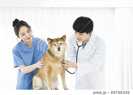 獣医　診療　聴診器 69766309