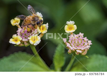 Bees collecting nectar from flower, bee on a flower Bees collecting nectar from flower, bee on a flower 69766784