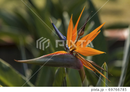 beautiful Bird of Paradise flower isolated in green background, Puerto De La Cruz, Tenerife 69766785
