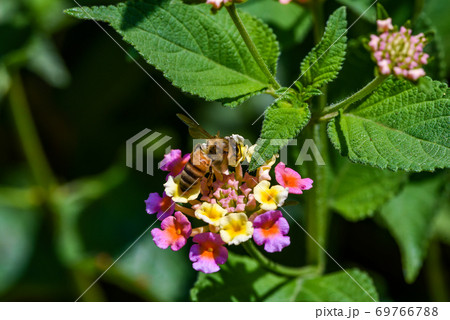 Bees collecting nectar from flower, bee on a flower Bees collecting nectar from flower, bee on a flower 69766788