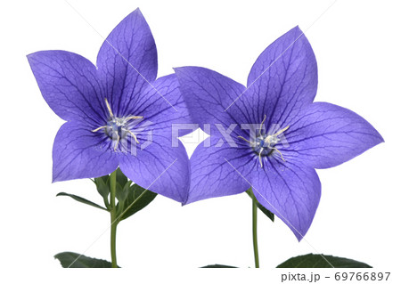 重なった花びらが透けた 桔梗の花 (fix撮影) 重なった花びらが透けた 桔梗の花 (fix撮影) 69766897