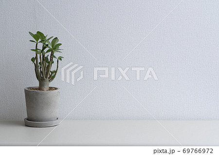 観葉植物とスペースのある白い壁 69766972